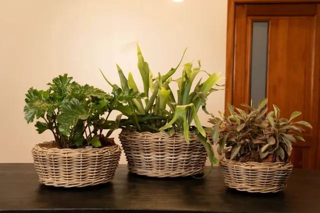 Tres arreglos de plantas en canastas tejidas sobre una mesa