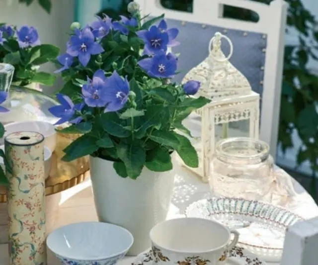 Planta de flores azules en una maceta blanca sobre una mesa