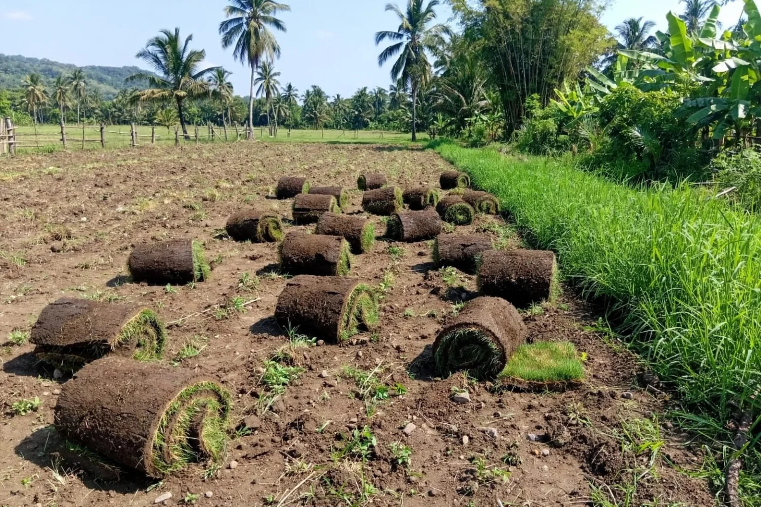 Rollos de grama natural en un terreno de cultivo