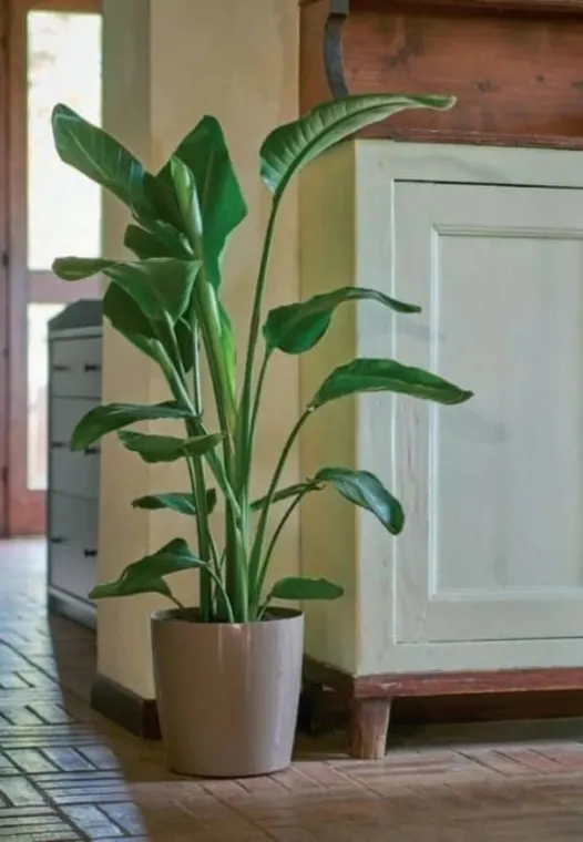 Planta de hojas amplias en maceta gris junto a mobiliario interior