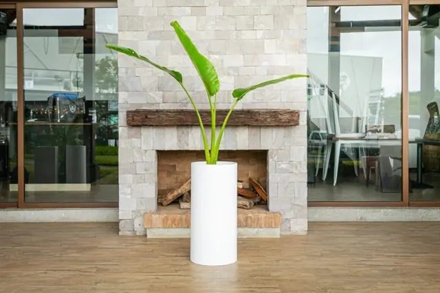 Planta de hojas grandes en una maceta blanca cilíndrica alta