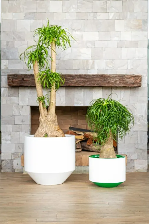Dos plantas de tronco escultórico en macetas blancas frente a una chimenea