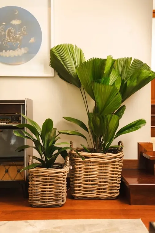 Palma de hojas amplias y plantas ornamentales en canastas tejidas
