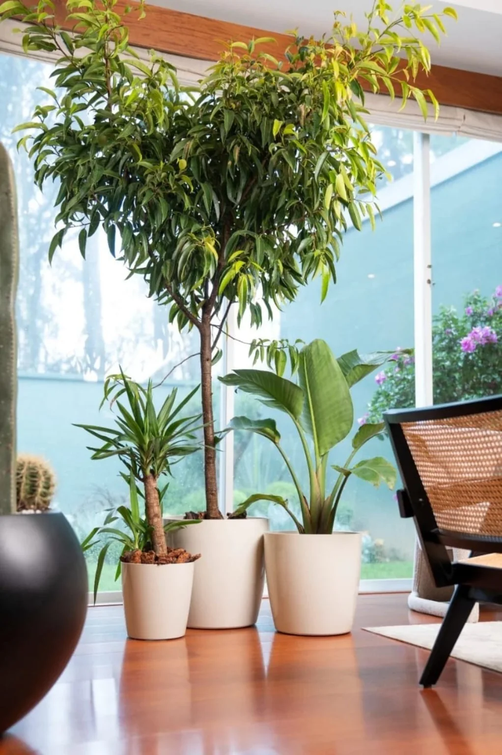 Grupo de plantas ornamentales en macetas blancas