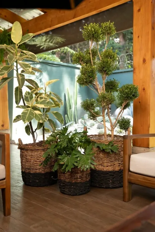 Grupo de plantas en canastas de fibra natural junto a un pórtico de madera